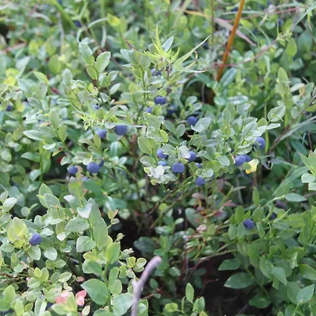 Vakantiehuis Pankkotupa 16-b *