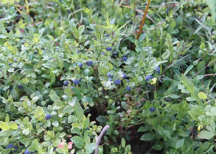 펜션 Pankkotupa 16-b *