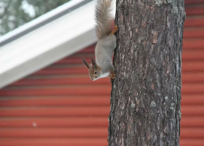 Pankkotupa 16-b 펜션